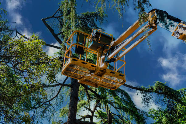 Professional Tree Services in Sheridan, IN